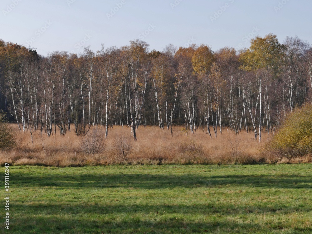 Wald im WIttmoor Wald im WIttmoor