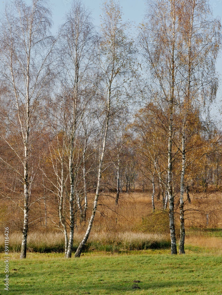 Moorgebiet mit Birken und Wiese Moorgebiet mit Birken und Wiese