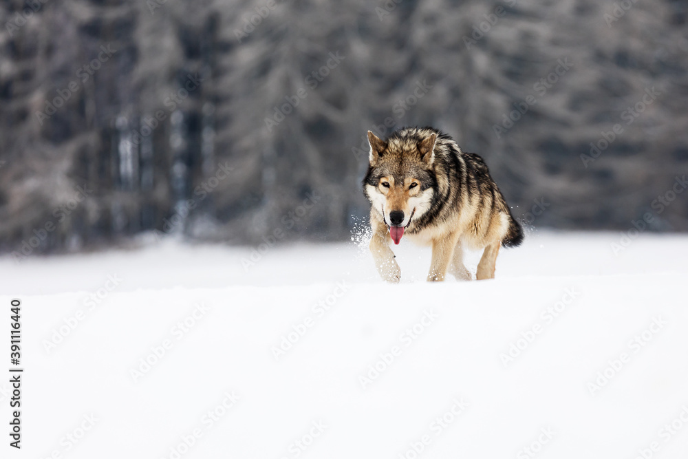 male gray wolf (Canis lupus) wades through deep snow in the wilderness