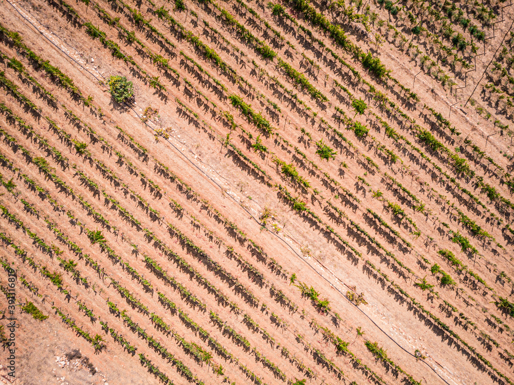 Aerial view of sun lit organic vineyards on a bright sunny day Aerial view of sun lit organic vineyards on a bright sunny day