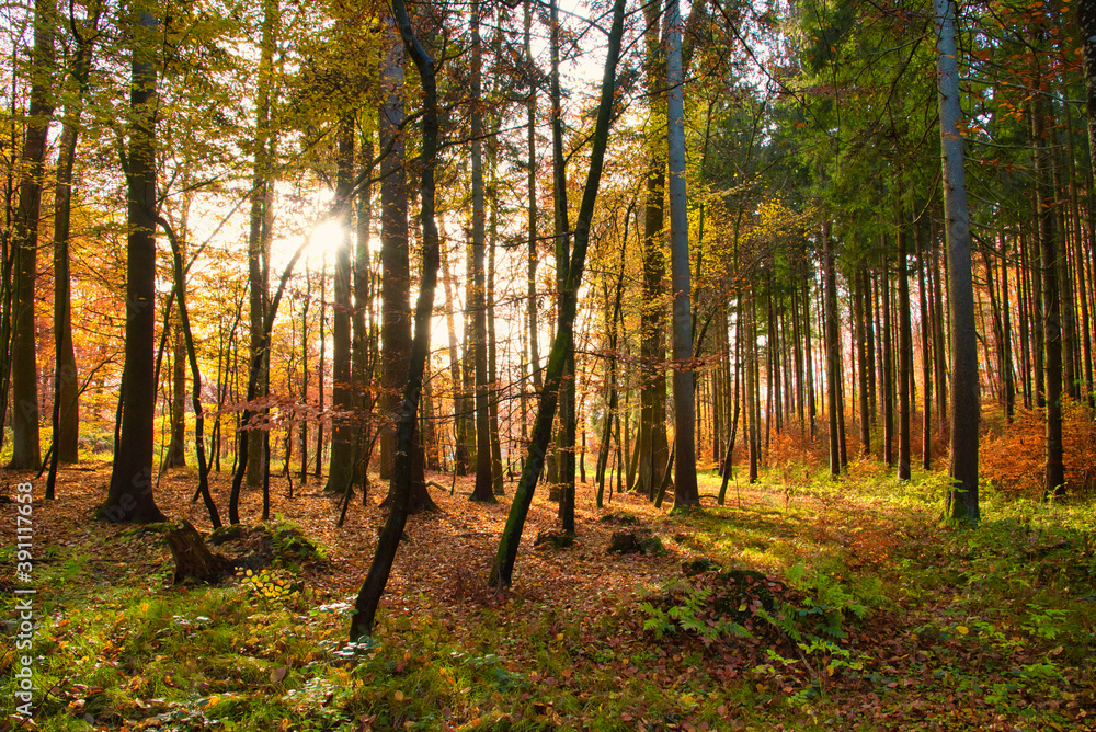 Fototapeta premium leuchtender Herbstwald