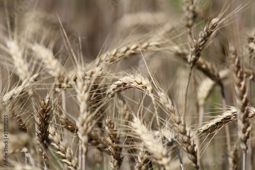 ears of wheat