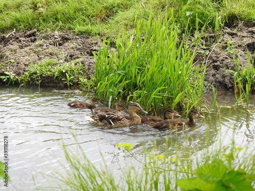 A family of ducks on a stream