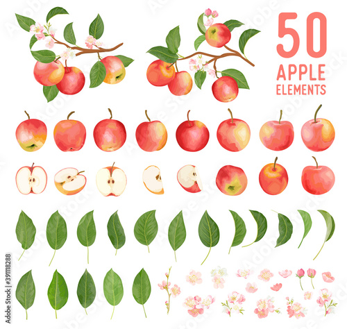 Watercolor elements of apple fruits, leaves and flowers for posters, wedding cards, summer boho banners