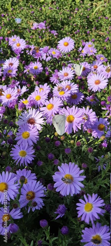 field of flowers field of flowers