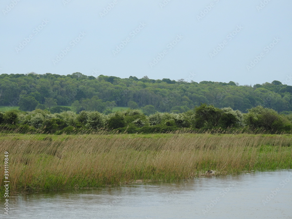 View of the river and greenery View of the river and greenery