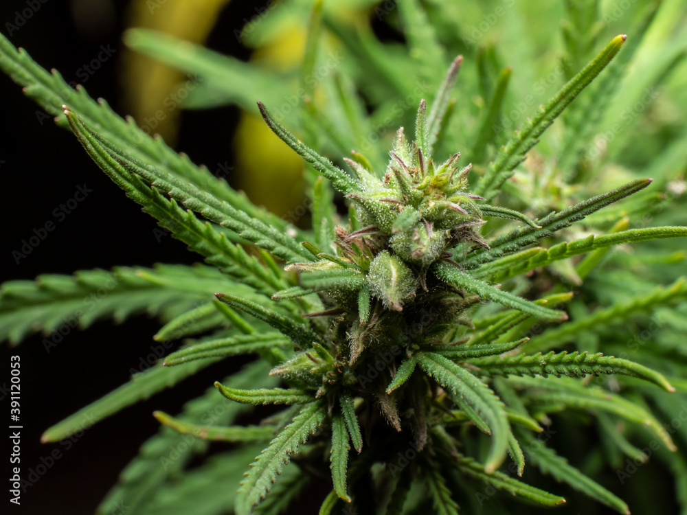 Iindustrial cannabis sativa with drops of resin on the flower and seeds Iindustrial cannabis sativa with drops of resin on the flower and seeds