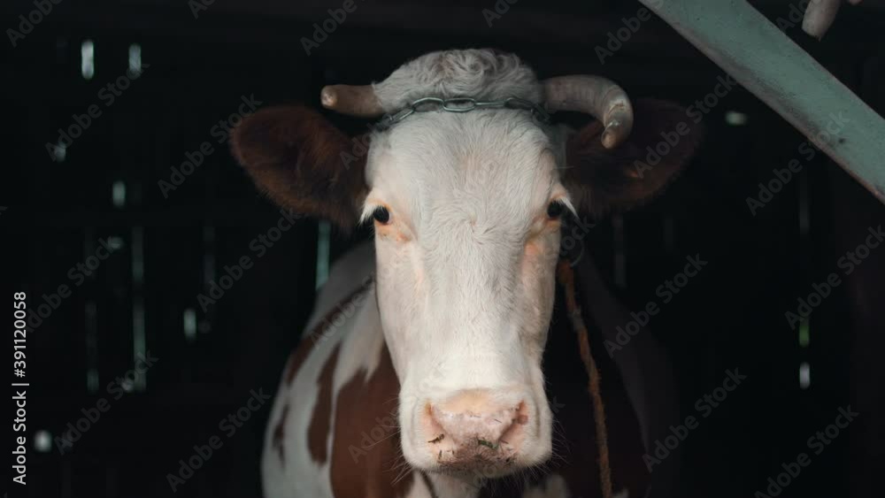 Behind a gray manger in stall village yard cow with brown spots stands and is tied with rope under its horns and sad eyes looks at camera and turning its head to side on a cloudy day Behind a gray manger in stall village yard cow with brown spots stands and is tied with rope under its horns and sad eyes looks at camera and turning its head to side on a cloudy day