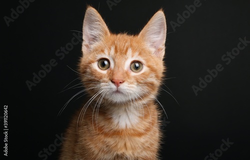 Beautiful orange cat in front of a background