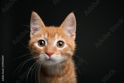 Beautiful orange cat in front of a background