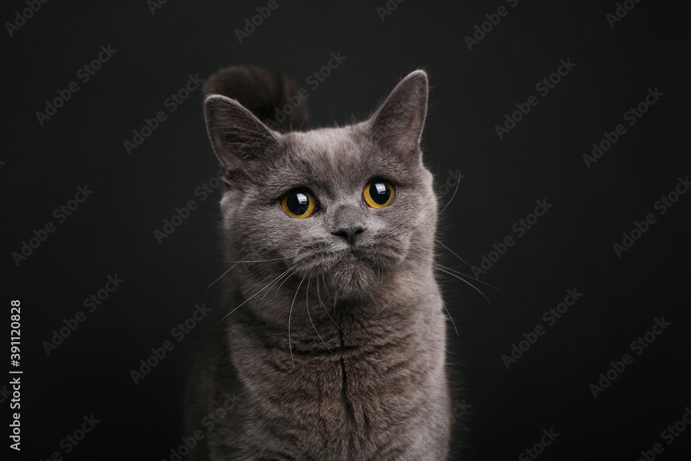 Beautiful british shorthair cat in front of a background
