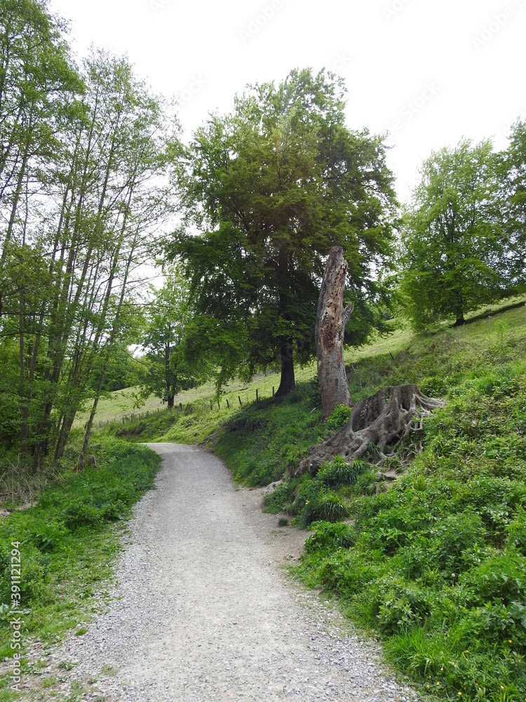 Tree hills and mountain promenade