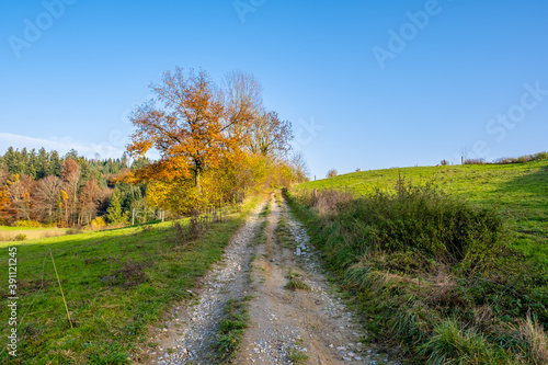 natural road with autumn landscape © alsas