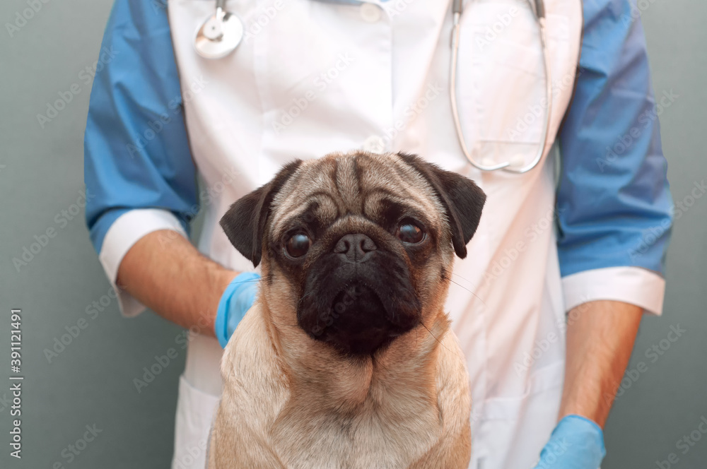 veterinarian medical checkup a pug dog, advertisement of a clinic for pets. care and professional medical care of dog veterinarian medical checkup a pug dog, advertisement of a clinic for pets. care and professional medical care of dog