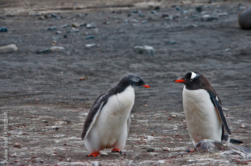pingwin białobrewy