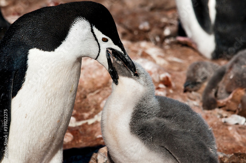 Fototapeta Naklejka Na Ścianę i Meble -  pingwiny maskowe