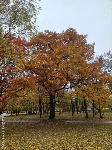 autumn in the park