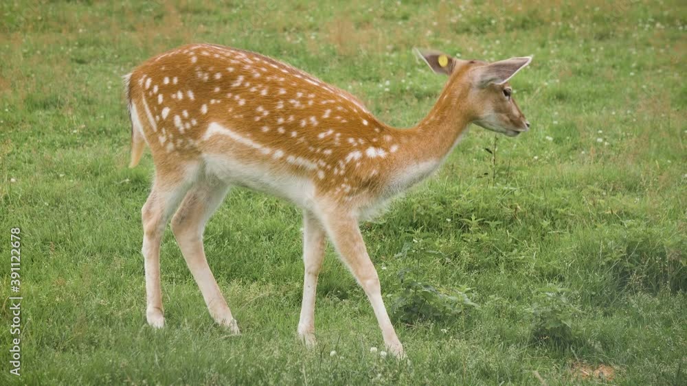 Fallow deer grazing in the corral and eating grass Fallow deer grazing in the corral and eating grass