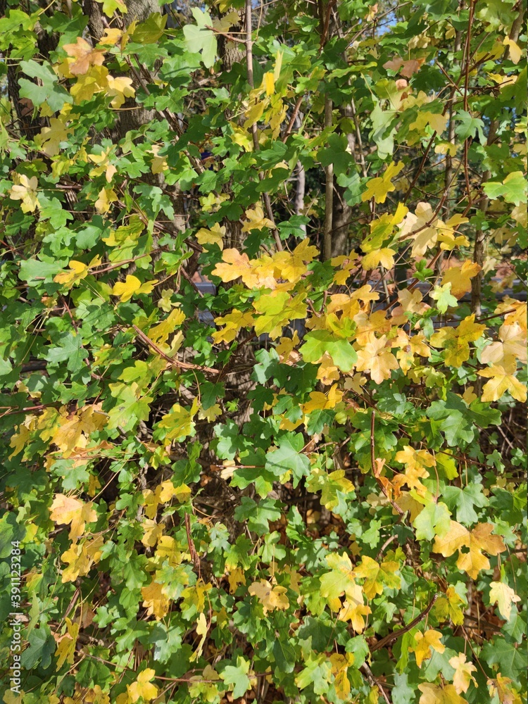 Autumn leaves close up modern background high quality modern prints Autumn leaves close up modern background high quality modern prints