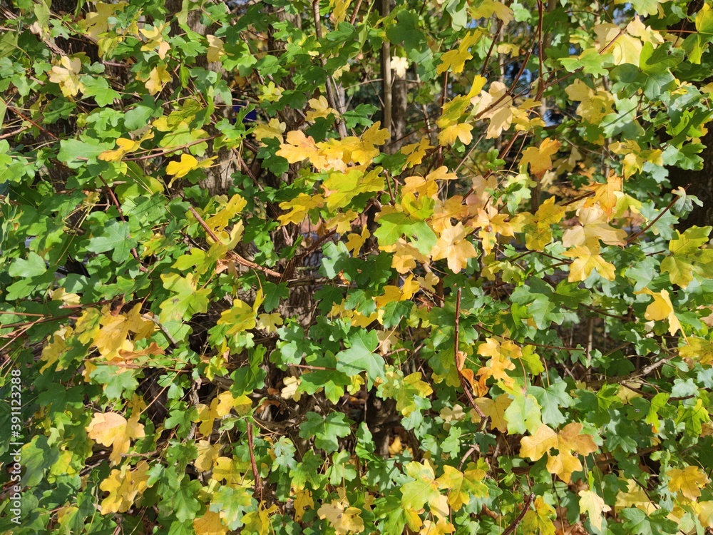 Autumn leaves close up modern background high quality modern prints Autumn leaves close up modern background high quality modern prints