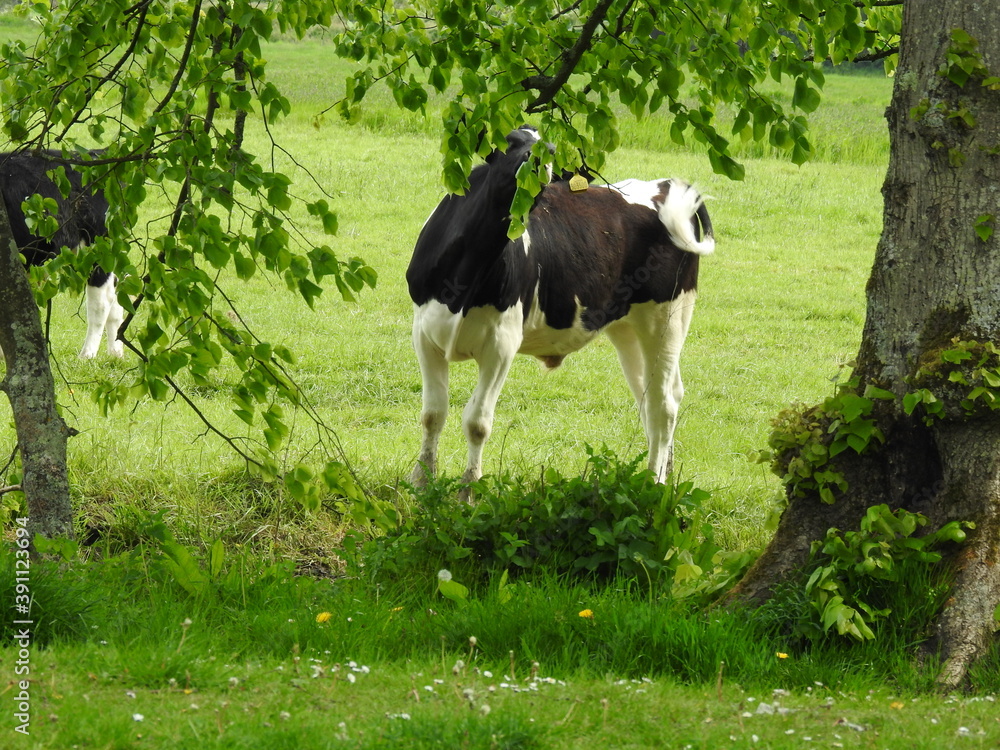 The cow is eating the leaves of the tree
