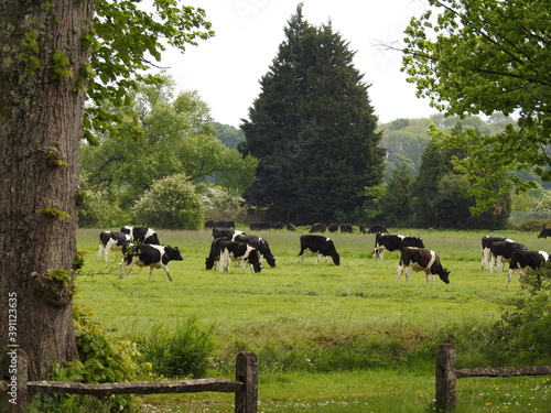 A herd of cows in the pasture