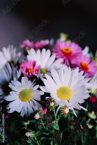 daisies on black