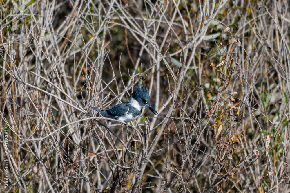 Belted Kingfisher bird satisfied to perch on the mangrove tree branch while eating small fish for a meal. Belted Kingfisher bird satisfied to perch on the mangrove tree branch while eating small fish for a meal.