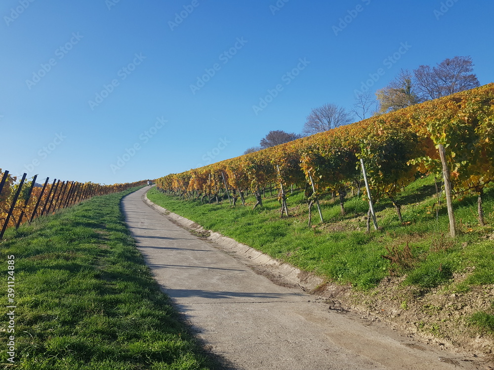 Obraz premium vineyard in autumn