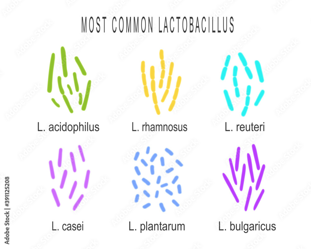 Lactobacillus bacteria types set. Lactic acid bacteria group