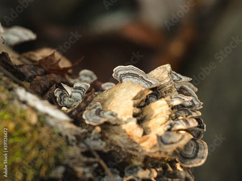 Macro Photo of Woodland Mushrooms