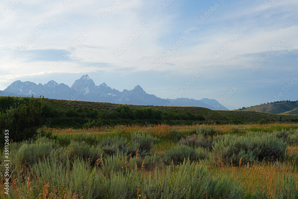 View of green sagebrush shrub (artemisia tridentate) in Grand Teton National Park in Jackson, Wyoming, United States View of green sagebrush shrub (artemisia tridentate) in Grand Teton National Park in Jackson, Wyoming, United States