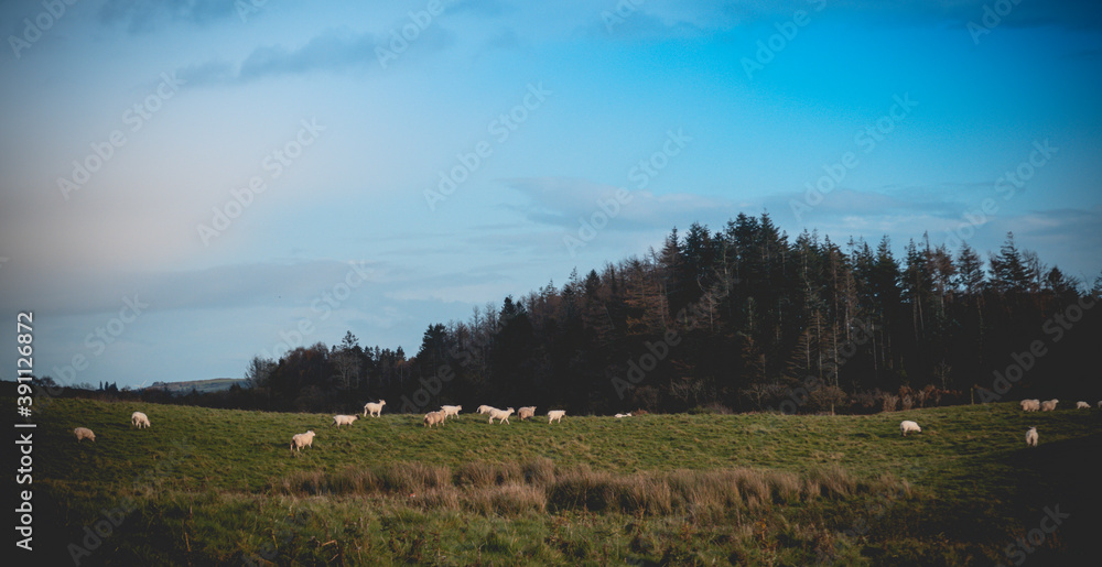 Fototapeta premium Sheep grazing in the meadow. In the background blue sky and high hills. southwest of ireland