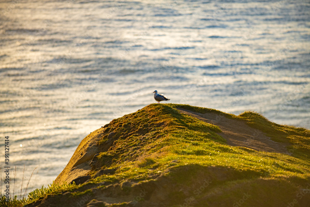 Seagull with ocean