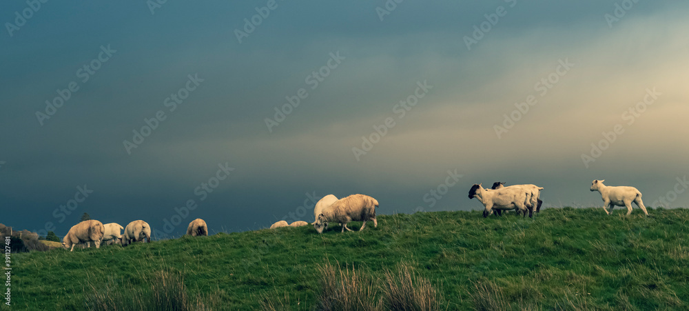 Obraz premium Sheep grazing in the meadow. In the background blue sky and high hills. southwest of ireland
