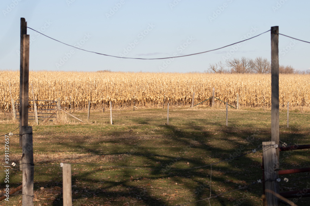 Fototapeta premium horse pasture with corn field backdrop