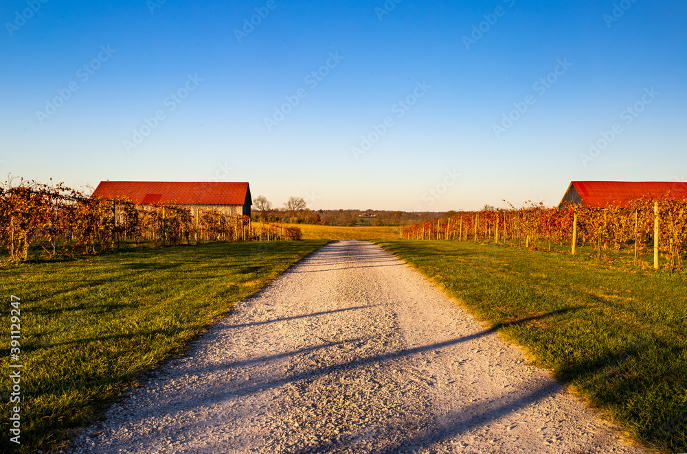 Two barns with red roofs on both sides of white gravel road dividing a vineyard located close to Lexington, Kentucky during autumn sunset