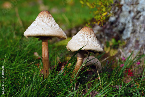 Wild white cone cap mushrooms in the grass in autumn