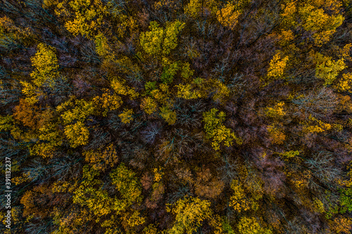 Aerial top view of yellow and orange autumn trees in forest in rural. Drone photography