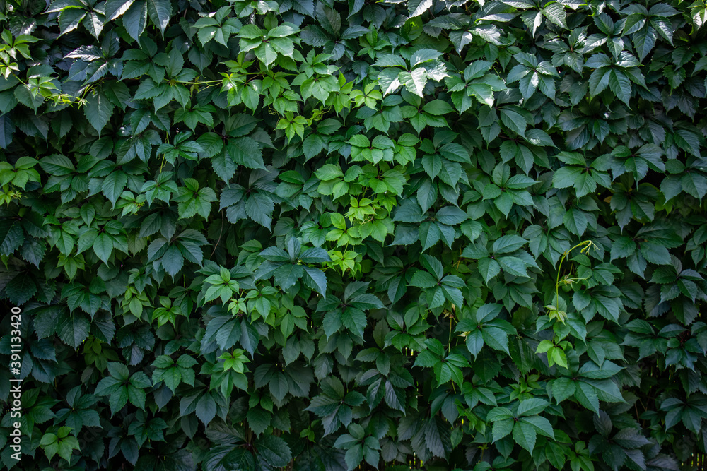 Obraz premium Wall covered with green leaves of wild grape. Natural background. Wild grape green wall. Natural pattern, texture, green wallpaper. Liana on the fence, hedge. 