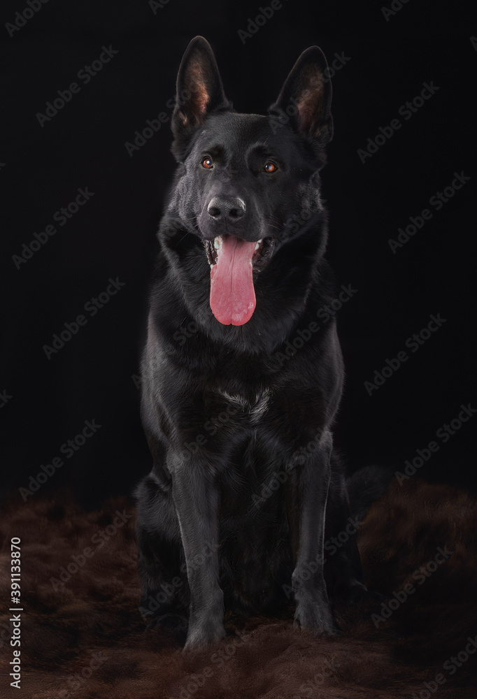  Black German Shepherd in the studio