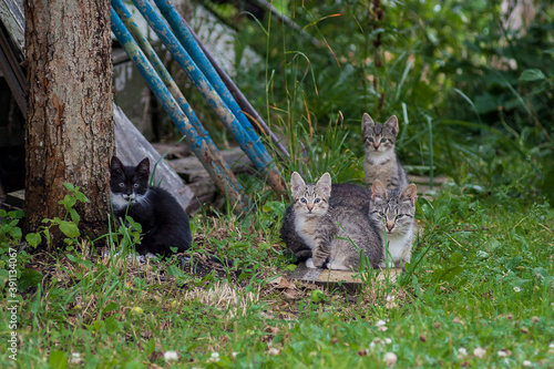 A cat and three little kittens are sitting on the grass outside
