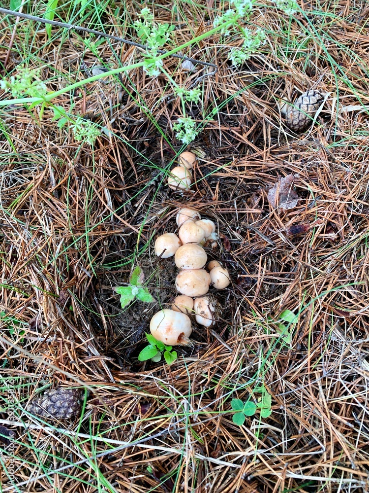 mushrooms in the grass mushrooms in the grass