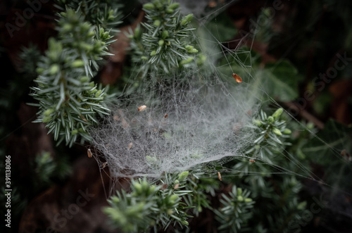 Drops of Dew Cling to Spider Web