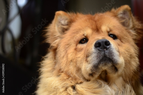 dog Chow-chow 