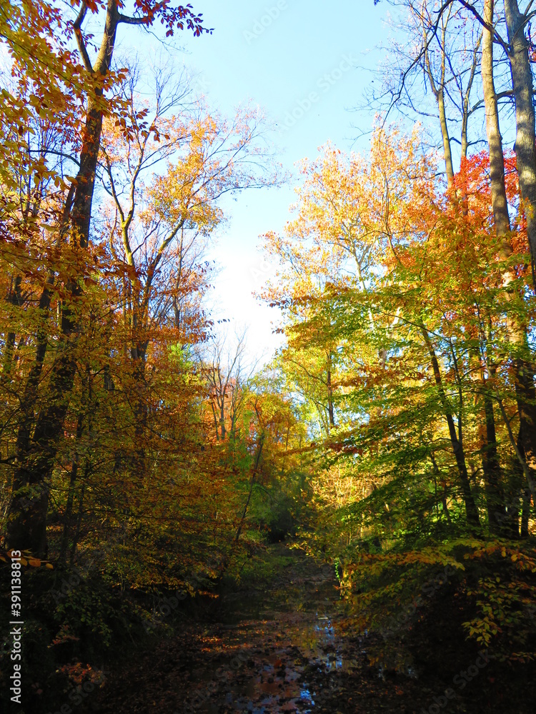 Obraz premium walking through shenandoah park at sunset