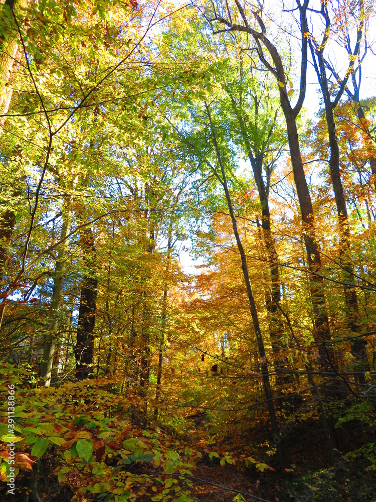 Fototapeta premium walking through shenandoah park at sunset
