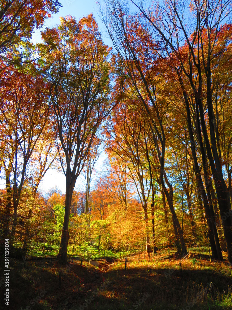 Fototapeta premium walking through shenandoah park at sunset