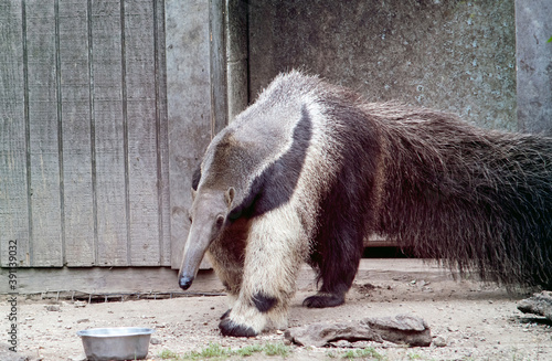 Close up of a Giant anteater in a outdoor  habitat