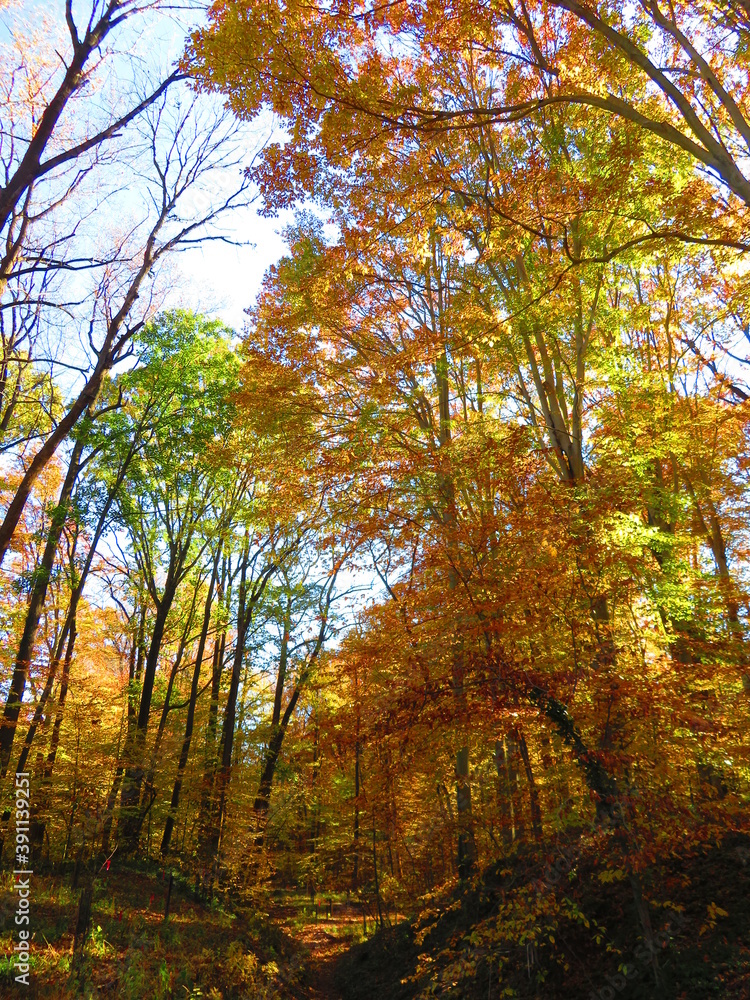 Fototapeta premium walking through shenandoah park at sunset